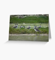 Masked Lapwings (Vanellus miles) - Coffin Bay, South Australia Greeting Card