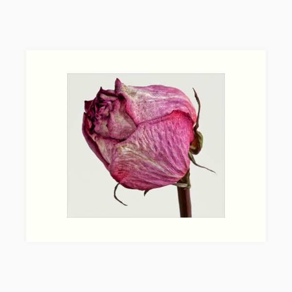 Dried Floral Bouquet on Light Background - Pink Minimal Aesthetics  Postcard for Sale by kaespo
