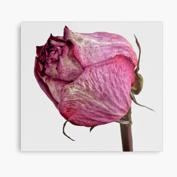 dried red rose Metal Print for Sale by wolfman57
