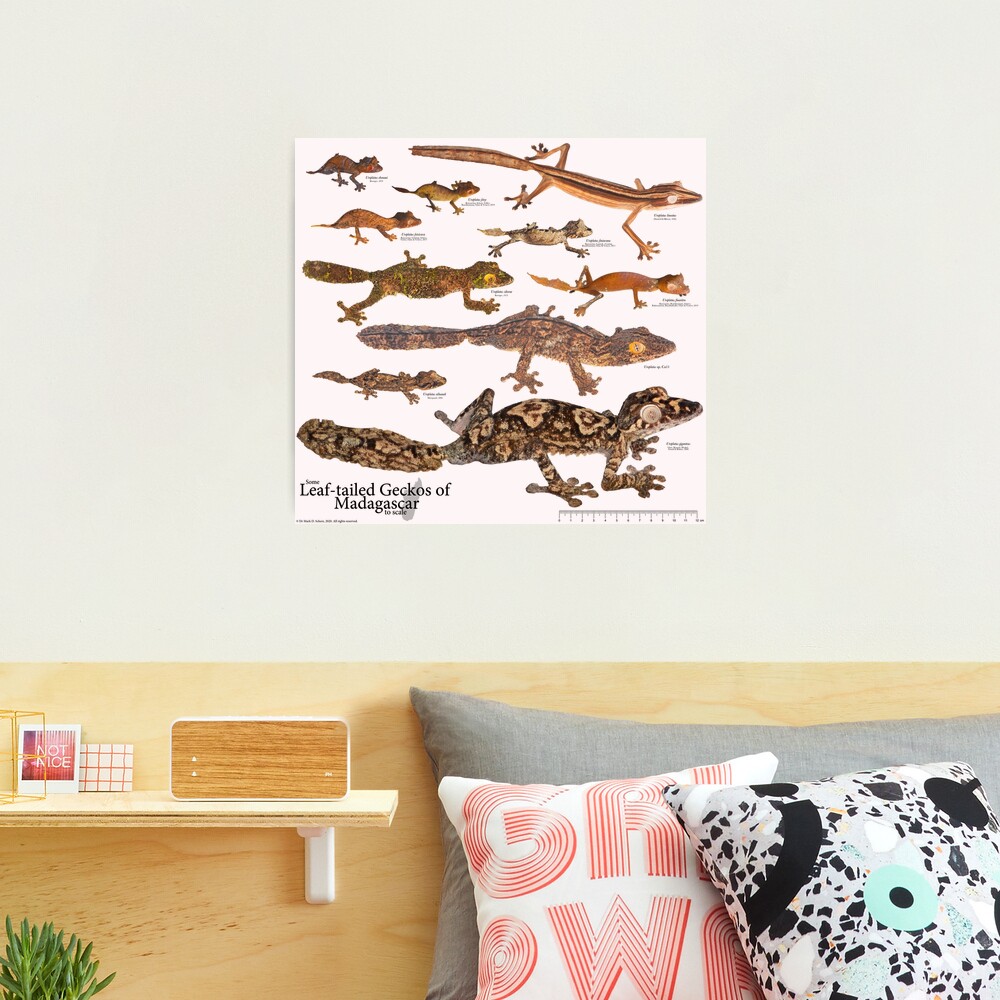 Some Leaf-Tailed Geckos of Madagascar to Scale, Version 1.0 Photographic Print