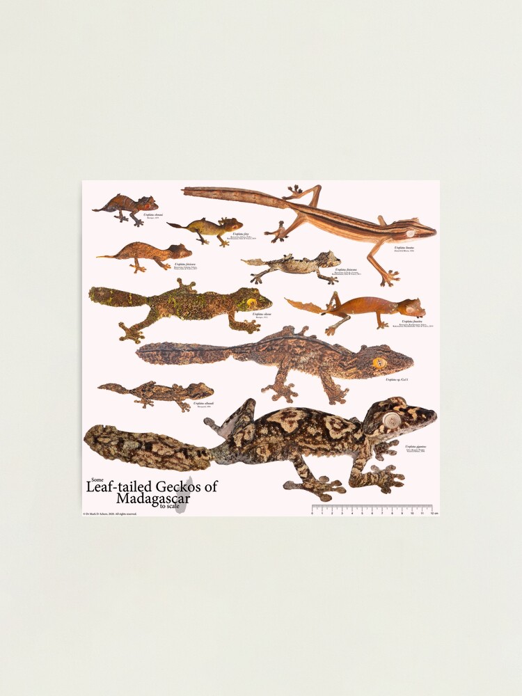 Alternate view of Some Leaf-Tailed Geckos of Madagascar to Scale, Version 1.0 Photographic Print