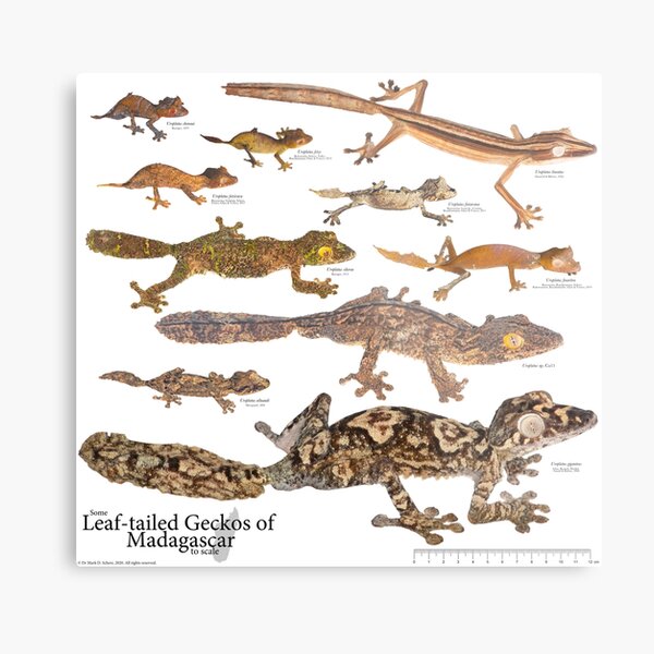 Some Leaf-Tailed Geckos of Madagascar to Scale, Version 1.0 Metal Print