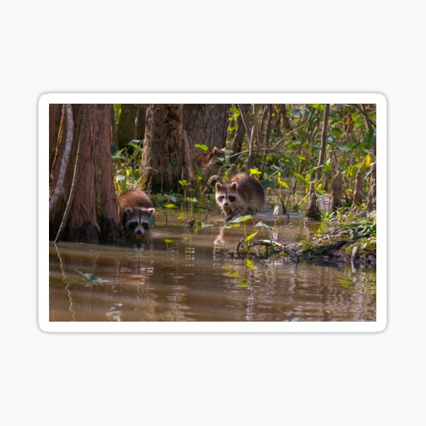 Raccoons on the Louisiana Bayou Sticker