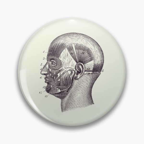 Item preview, Human Skull Muscular Diagram - Vintage Anatomy Poster 2 designed and sold by VAposters.