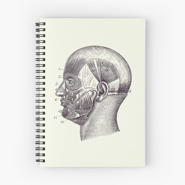 Item preview, Human Skull Muscular Diagram - Vintage Anatomy Poster 2 designed and sold by VAposters.