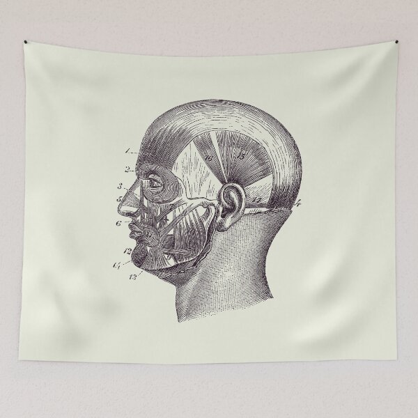 Item preview, Human Skull Muscular Diagram - Vintage Anatomy Poster 2 designed and sold by VAposters.