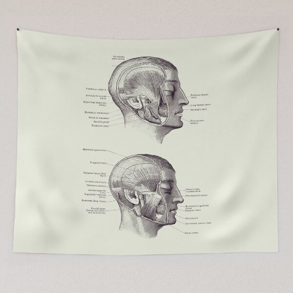 Item preview, Face Muscular Diagram - Dual Side View - Vintage Print 2 designed and sold by VAposters.