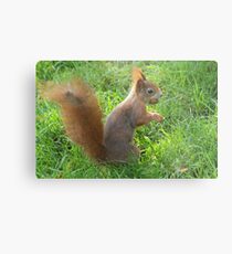 Nut-tastic! Metal Print
