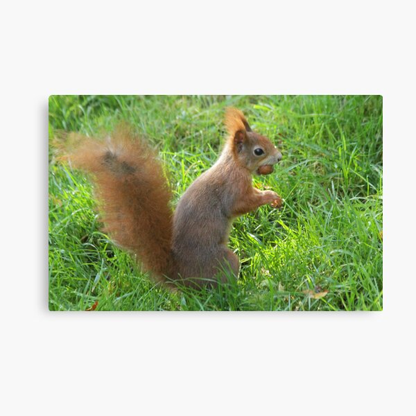 Nut-tastic! Canvas Print