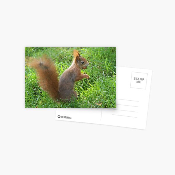 Nut-tastic! Postcard