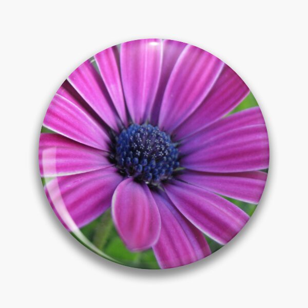 Item preview, Deep Pink Cape Daisy Soaking up the Sunshine designed and sold by BlueMoonRose.