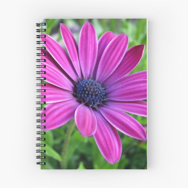 Item preview, Deep Pink Cape Daisy Soaking up the Sunshine designed and sold by BlueMoonRose.
