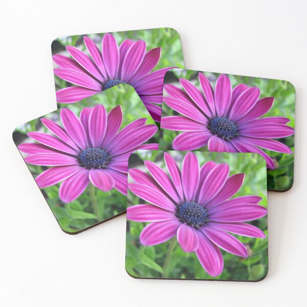 Item preview, Deep Pink Cape Daisy Soaking up the Sunshine designed and sold by BlueMoonRose.