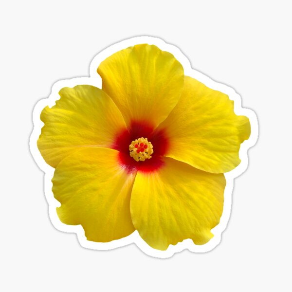 Yellow Hibiscus Flower Glossy Sticker