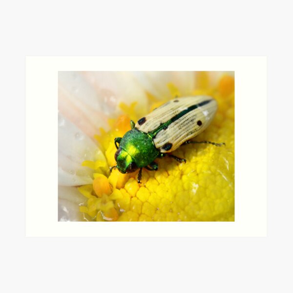 Pretty Art Print