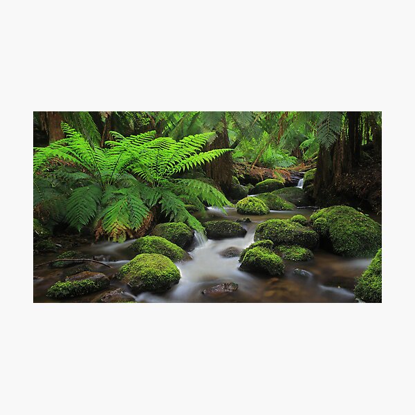 Taggerty Dreaming. Photographic Print