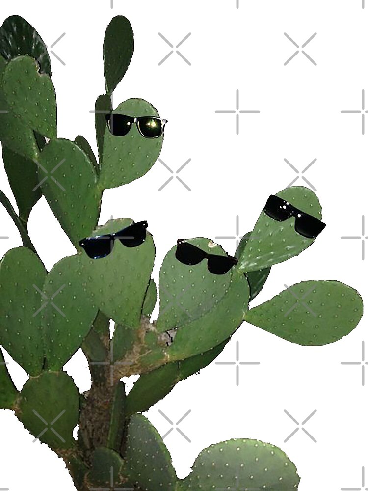 cactus with sunglasses