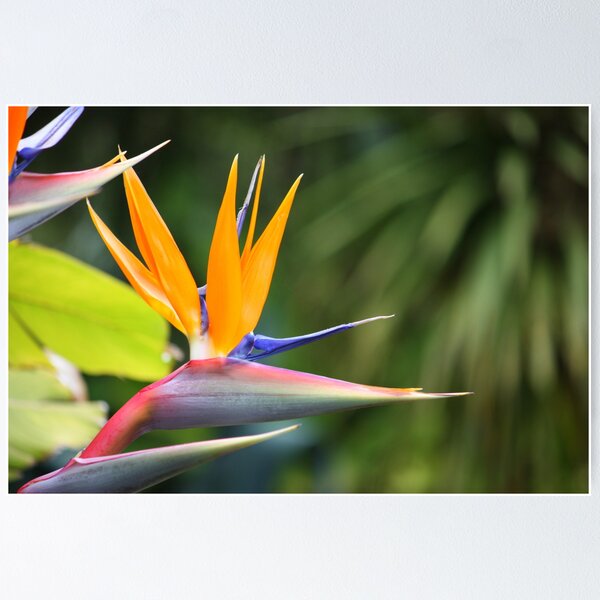 Item preview, Bird of Paradise designed and sold by JanelleSilver.