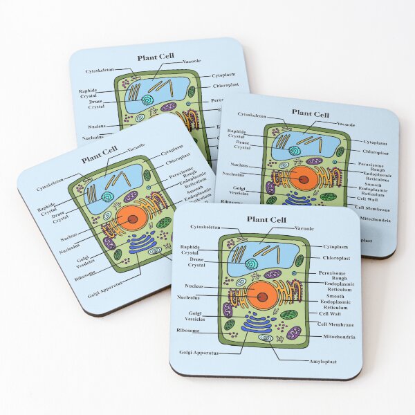 Item preview, Labeled Plant Cell Diagram designed and sold by BundaBear.
