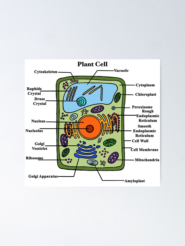 "Labeled Plant Cell Diagram" Poster by BundaBear | Redbubble
