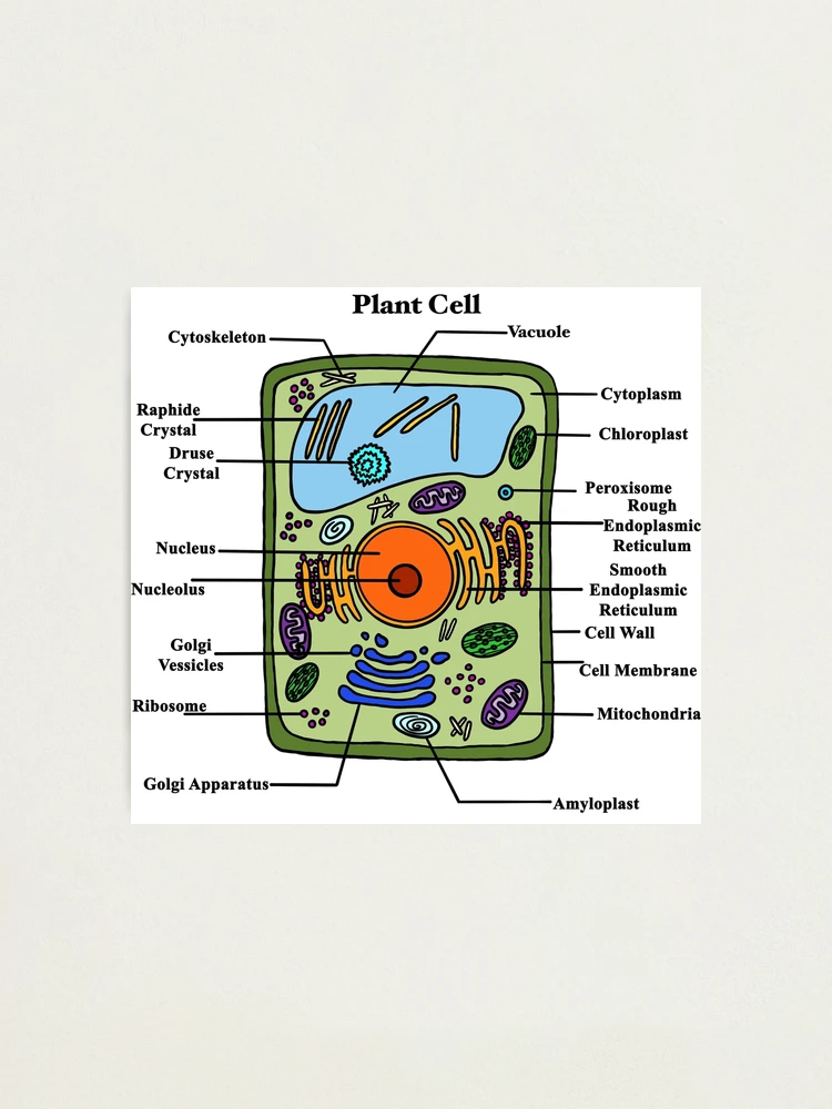 labeled-plant-cell-diagram-photographic-print-for-sale-by-bundabear-redbubble for Free Printable Plant Cell Diagram Labeled Plant Cell Diagram