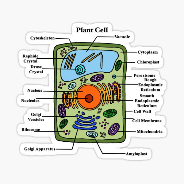 Labeled Animal Cell Diagram Sticker By Bundabear Redbubble