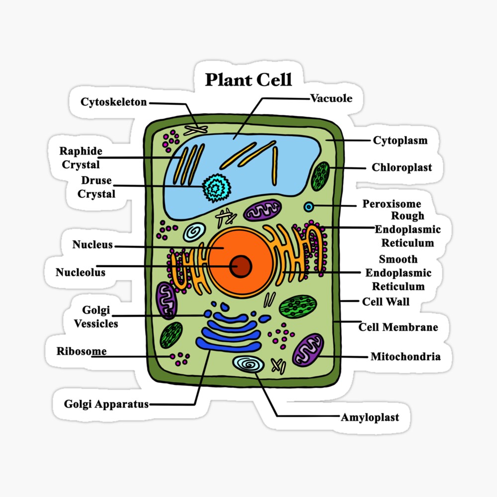 Labeled Plant Cell Diagram Photographic Print By Bundabear Redbubble