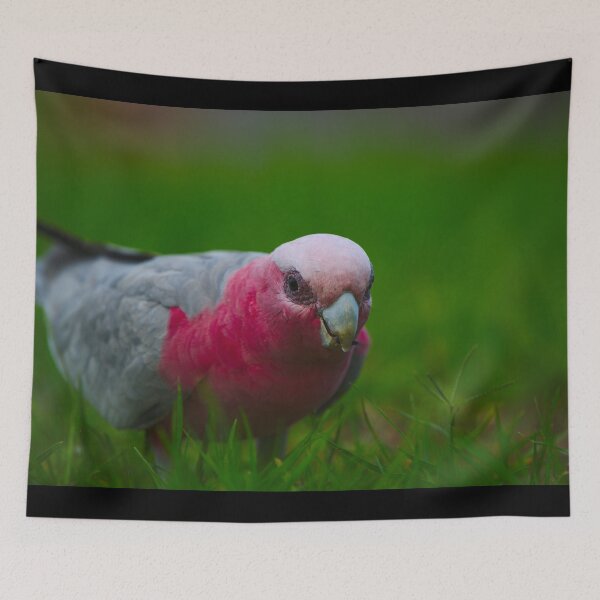 Item preview, A Closeup Of A Pink And Grey Galah Cracking A Sunflower Seed designed and sold by Jason Gilbert.