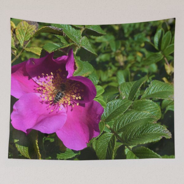 Artikelvorschau, wilde Rose mit Biene entworfen und verkauft von AidaArt.