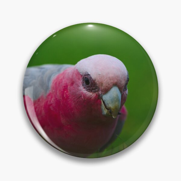 Item preview, A Closeup Of A Pink And Grey Galah Cracking A Sunflower Seed designed and sold by Jason Gilbert.