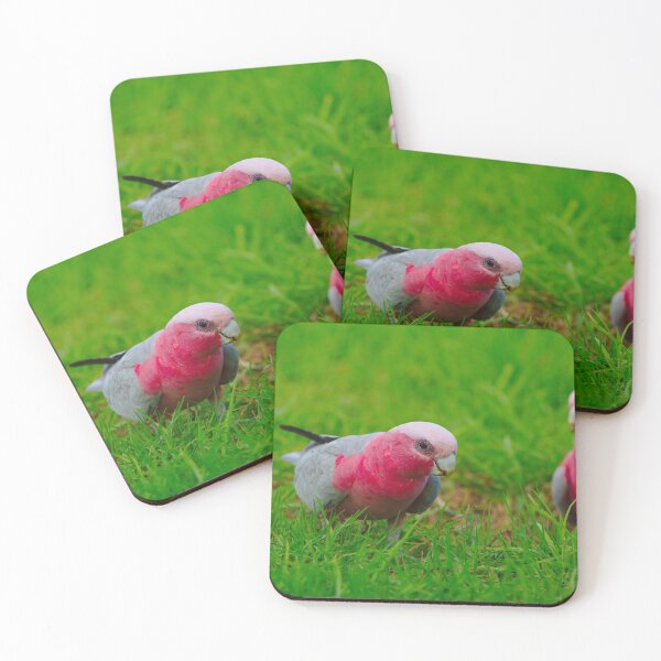 Artikelvorschau, Ein Paar freche Galahs entworfen und verkauft von Jason Gilbert.