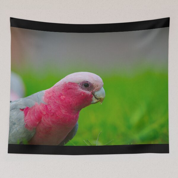 Item preview, A Profile Shot Of A Pink And Grey Galah designed and sold by Jason Gilbert.