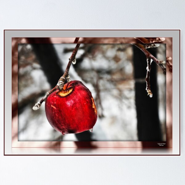 Item preview, " Last Apple of Winter " designed and sold by CanyonWind.