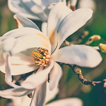 Artwork thumbnail, Welcome Spring by Gabriele Merlino