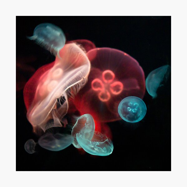 Jellyfish Photographic Print