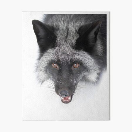 Impression Rigide Gros Plan Du Renard Argente Par Darby8 Redbubble