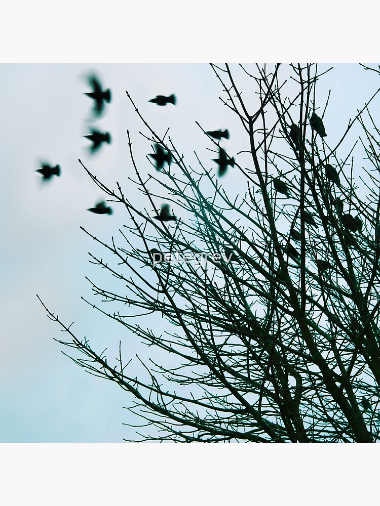 Day 157 - 14th December 2011 by petegrev