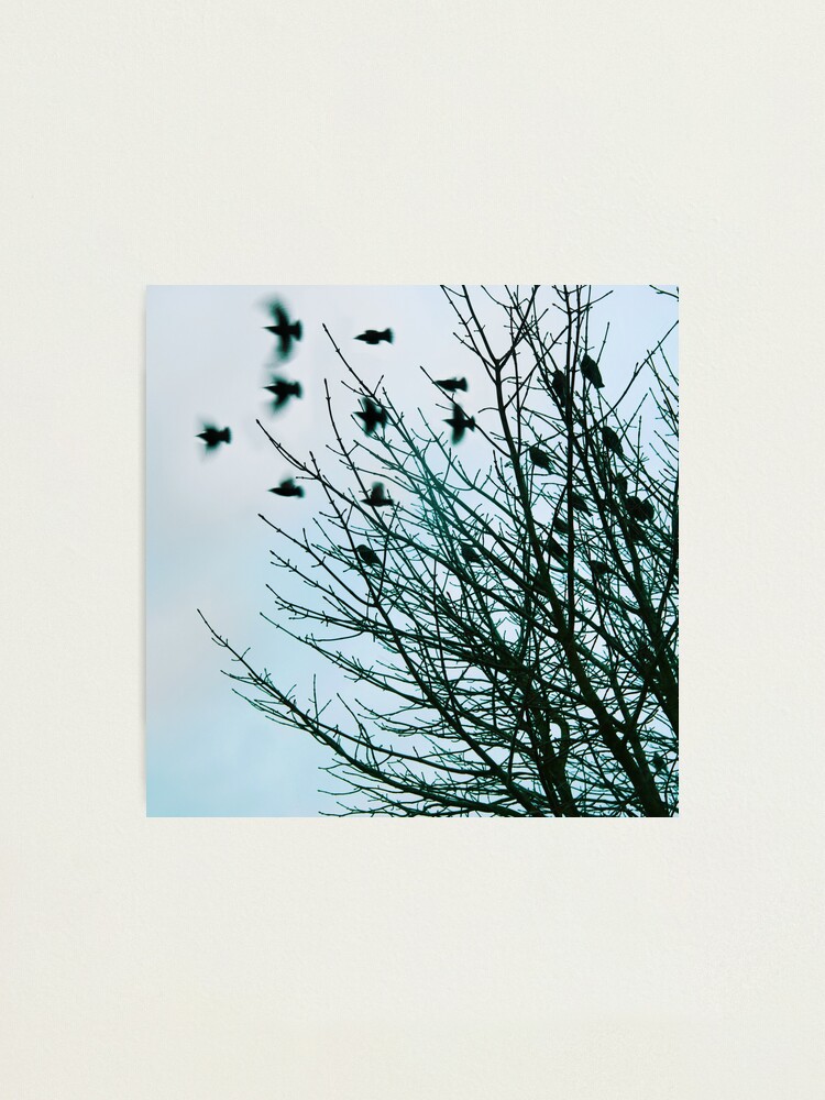 Alternate view of Day 157 - 14th December 2011 Photographic Print