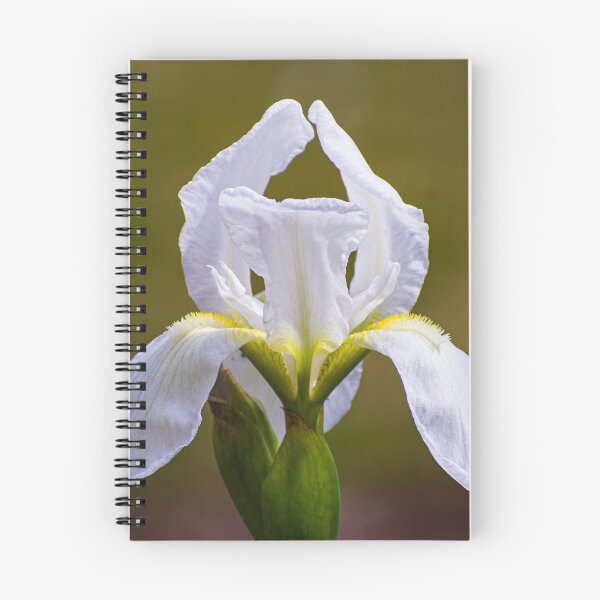 Item preview, White Bearded Iris designed and sold by maryannaga.