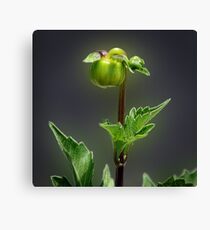 Soon I'll Be A Beautiful Flower Canvas Print