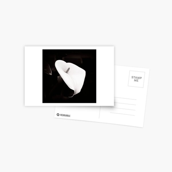 Lily Postcard