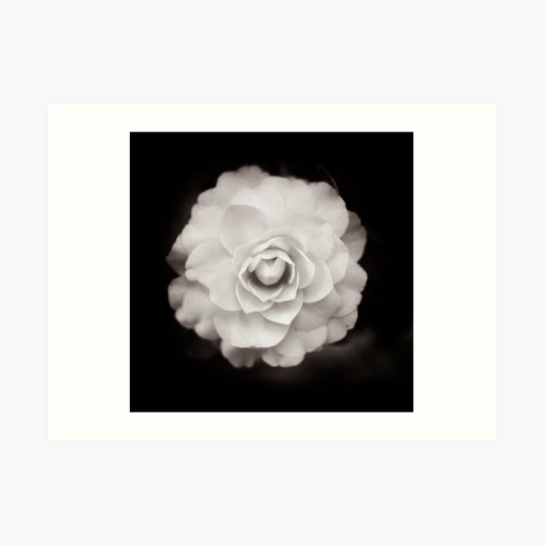 Camelia Art Print