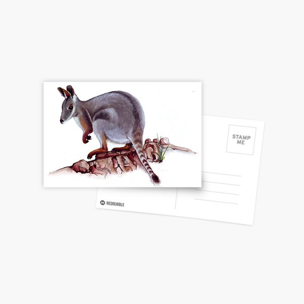 Rock wallaby Postcard
