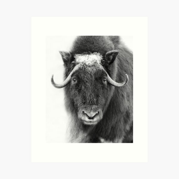 Item preview, Muskox designed and sold by James Cumming.