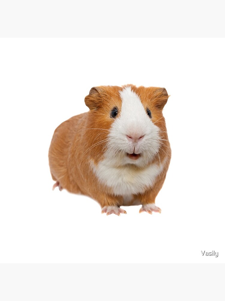 red guinea pig by Vasily