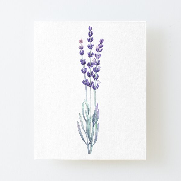 Lavanda acuarela Lámina montada de lienzo