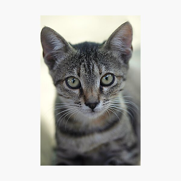 Portrait of grey cute kitten Photographic Print