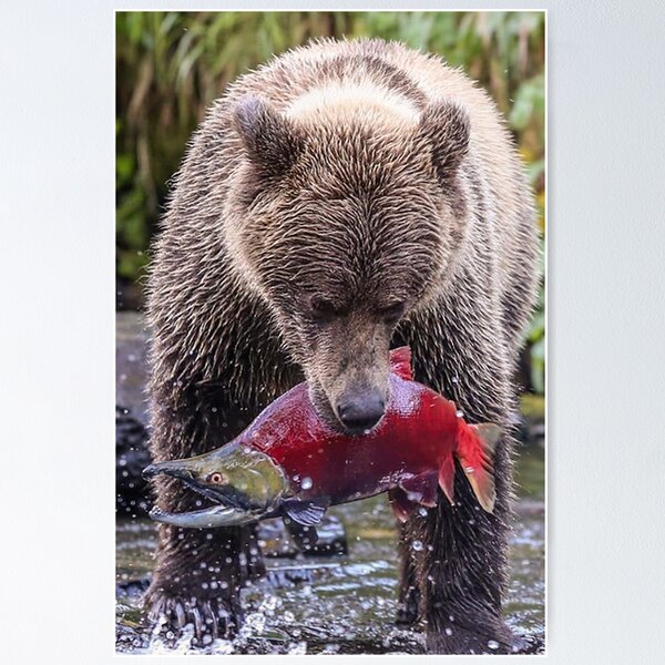 Grizzly store bear sockeye salmon painting