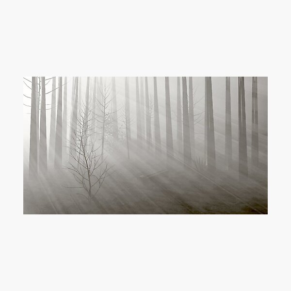 Item preview, Arboreal Light designed and sold by Mike Rowley.