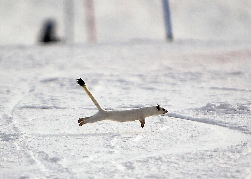 "Snow Weasel" by Kevin McInnis Redbubble